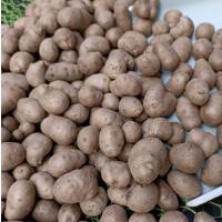 贵州安顺特产新鲜蔬菜山药豆蛋子大号零余薯山药果蒸煮炒烤炸当季