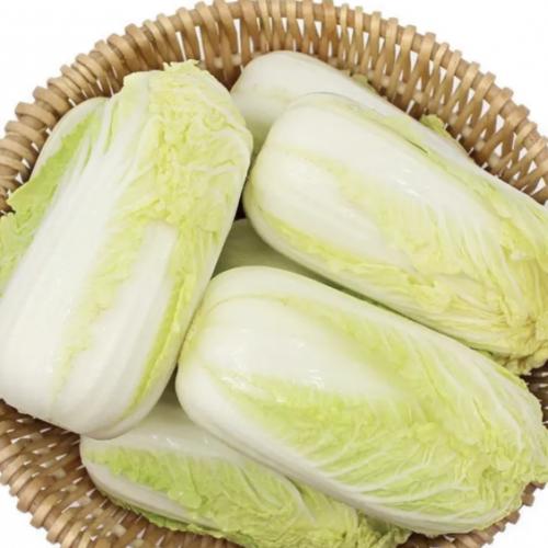 生态娃娃菜当季菜露天种植娃娃菜火锅黄心叶菜蔬菜